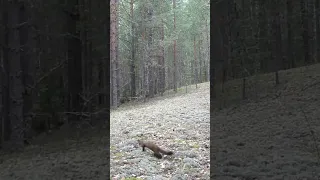 Trail camera: Marten in the woods!