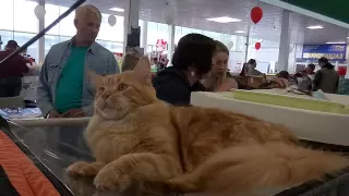 Fenix Big-Cats 3.6 мес. "Всемирная выставка кошек. Минск.