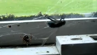 Spider Catches Fly - strength of a spider web