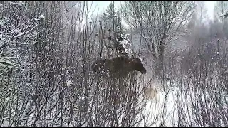 работа лаек зсл по лосю видео