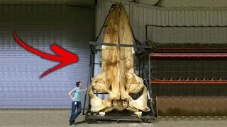8 Mysterious Things Recently Discovered On Earth!