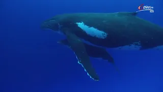 #Buckelwale und ihre Geheimnisse! #Wale doku #Doku Deutsch Pls Suscribe❤ Thx!👍👍👎👎