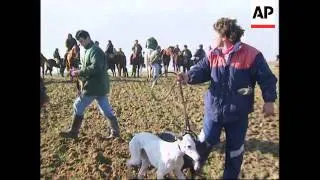 SPAIN: MEDIEVAL PASTIME OF HARE COURSING BOASTS A LOYAL FOLLOWING