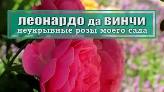 Неукрывные розы моего сада // ЛЕОНАРДО ДА ВИНЧИ // уход за розой в условиях 5 климатической зоны