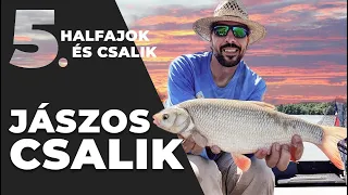 Halfajok és csalik 5. rész - Jászos csalik