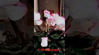 SAVING my Dying Cyclamen 🥀🌸  2 HR Time Lapse