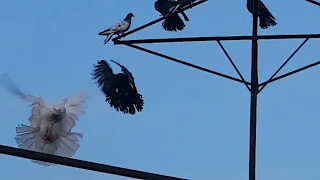 Николаевские голуби г Обоянь
