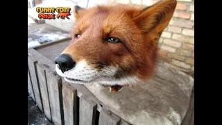Alf the Fox goes Crazy
