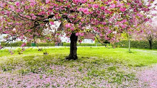 Cherry Blossom in Hamburg by Days in Germany