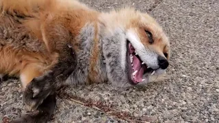 Mort de rire, ce renard n'arrête pas de rigoler !