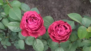 РОЗА 4-х ВЕТРОВ (Rose des 4 Vents), Delbard Франция, 2005 г.  Флорибунда (Floribunda)