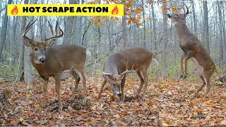 WICKED Whitetail Buck Scrape Action | Trail Cam Videos