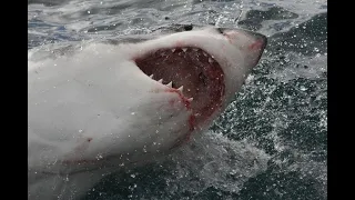 Worst Shark Attack in History