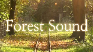 Forest Sounds | Woodland Ambience, Bird Song, Nature Song | 3 Hours