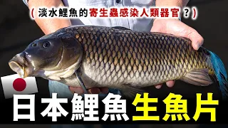 日本人敢生吃淡水鯉魚 ? 鯉魚寄生蟲會感染人類器官 ? 前往日本福島最大規模的鯉魚養殖場，順便在崎玉縣，冒著生命危險品嚐活鯉魚生魚片，真的讓人大開眼界。