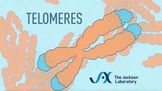 What are telomeres? | Telomere animation