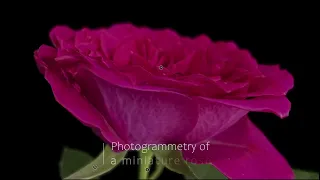 Rose miniature - photogrammetry scan