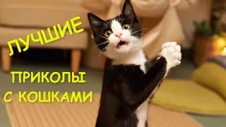 Лучшие приколы с котами и кошками #1 | Подборка смешных видео с животными | Funny Cats.