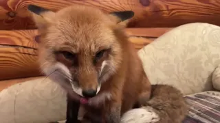 Alice the fox. Lisa came to the sofa and told how her day went.