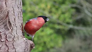 Bullfinch | Bullfinch Birds | Bird Sounds | Bird Wildlife