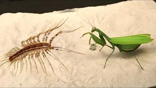 WHAT WILL BE IF THE MANTIS SEES THE SCOLOPENDRA - VERSUS OF THE SCOLOPENDRA (MYRIAPOD)
