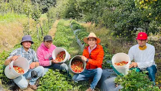 En las faldas del Volcán Iztaccíhuatl se cultiva FRESA variedad FESTIVAL todo el año