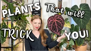 These Rare Plants will TRICK you | Expensive Plants That Are Not What They Seem