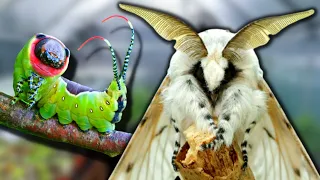 Puss Moth (Cerura vinula) Lifecycle - HOW TO BREED  them? MothCycles by Bart Coppens