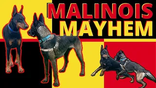 Hyper-Dominant Belgian Malinois wants to Bully his Way through Life, Will We Put a Stop to it?