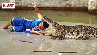 Aggressive crocodiles on attack mode as stuntman places head and arm inside their jaws