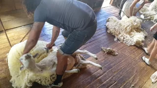 Ewenique Shearing out Wainuioru,Masterton Nz