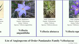 List of Angiosperms of Order Pandanales Family Velloziaceae elegans angustifolia squamata plicata