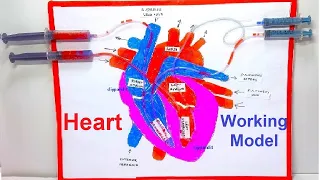 human heart working model making using syringes - simple and easy - diy project | DIY pandit