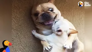 Hilarious French Bulldog Gets New Baby Brother | The Dodo