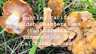 Hunting for Pacific Golden Chanterelles (Cantharellus formosus) On The California Coast