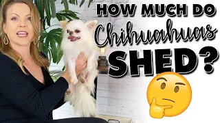 Do Chihuahuas shed a lot? | Sweetie Pie Pets by Kelly Swift