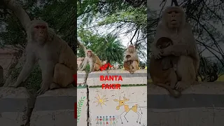 monkey funny moments #vrindavandham #shorts #short #shortvideo #funny#radheradhe