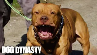 Meet Zion, DDK9’s Secret Weapon | DOG DYNASTY