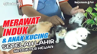 In Trik dan Tips Merawat Kucing Sebelum dan Sesudah Melahirkan oleh Dokter Hewan