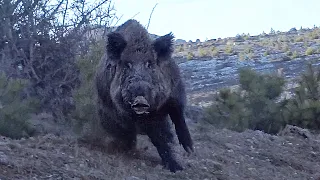 YABAN DOMUZU AVI- YOZGAT ,   AWESOME WILD BOAR HUNTING IN TURKEY, HOG HUNTING, PIG, GAME, HUNTS