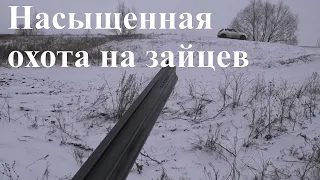 Насыщенная охота на зайцев