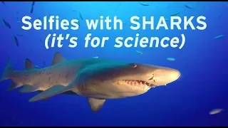 Why scientists want your shark pics | Sci NC
