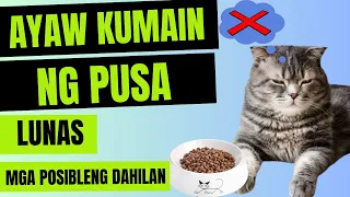 🐱 Ayaw KUMAIN ng PUSA - mga POSIBLENG DAHILAN at SAKIT kung walang GANA kumain ang CAT