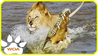 Wild King dead   Giant Crocodile attack Lion cross the river 2017