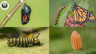 Life cycle of Monarch Butterfly 4k HD ||  From eggs to full grown butterflies  || Hugs of life ||