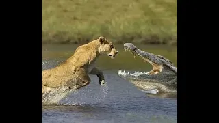 Лев против крокодила / Leon vs krokodile
