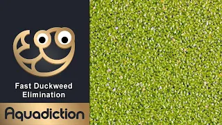 Fastest Duck Weed Removal - No Mess 100% Elimination in Minutes!