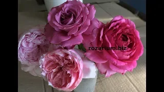 ароматные розы (2), питомник роз полины козловой, rozarium.biz