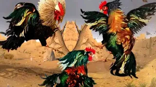 J.Geco.chicken song