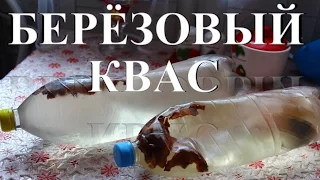 Березовый квас. Самый простой рецепт.